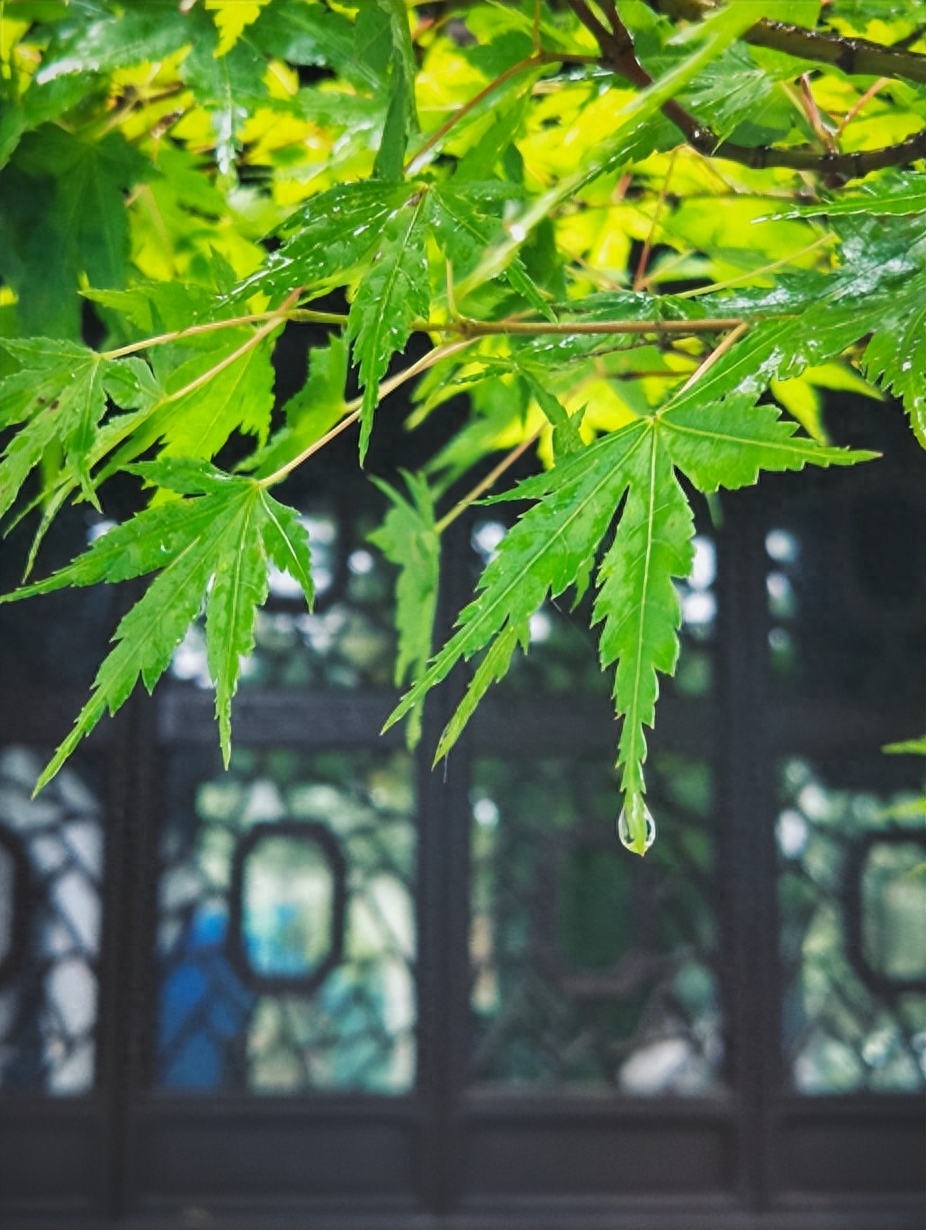 表达下雨的心情优美诗句（十首有关对雨的诗词）