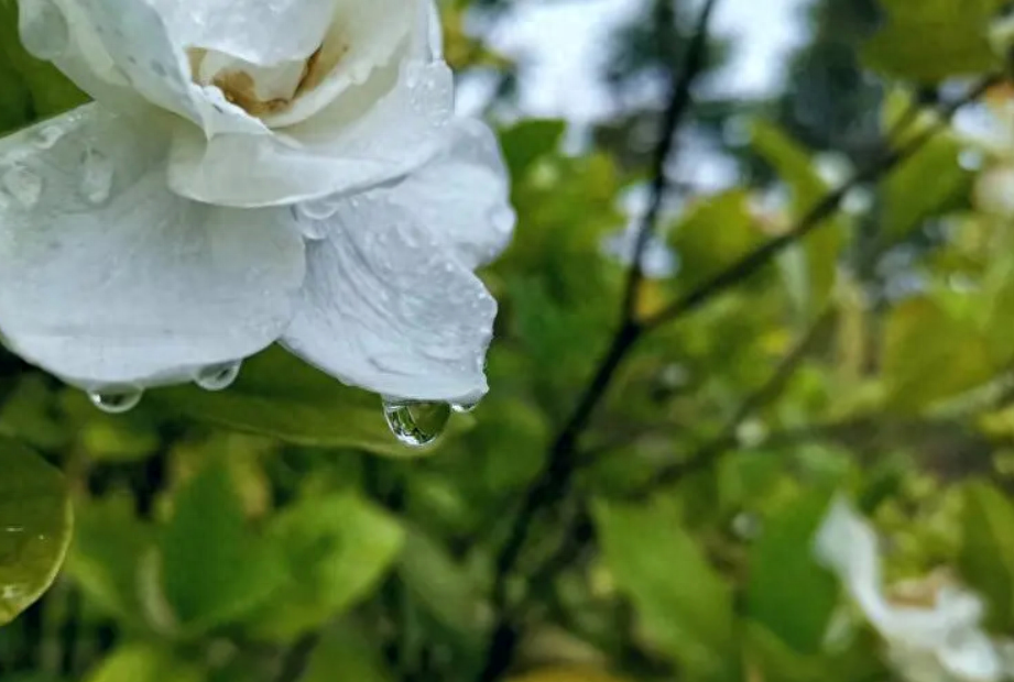 表达下雨的心情优美诗句（十首有关对雨的诗词）