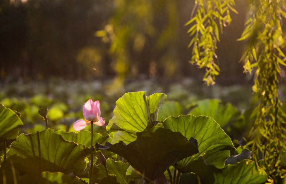 夏天唯美古诗词赏析（漫将岁月酿成酒， 且把吟思付俗篇）