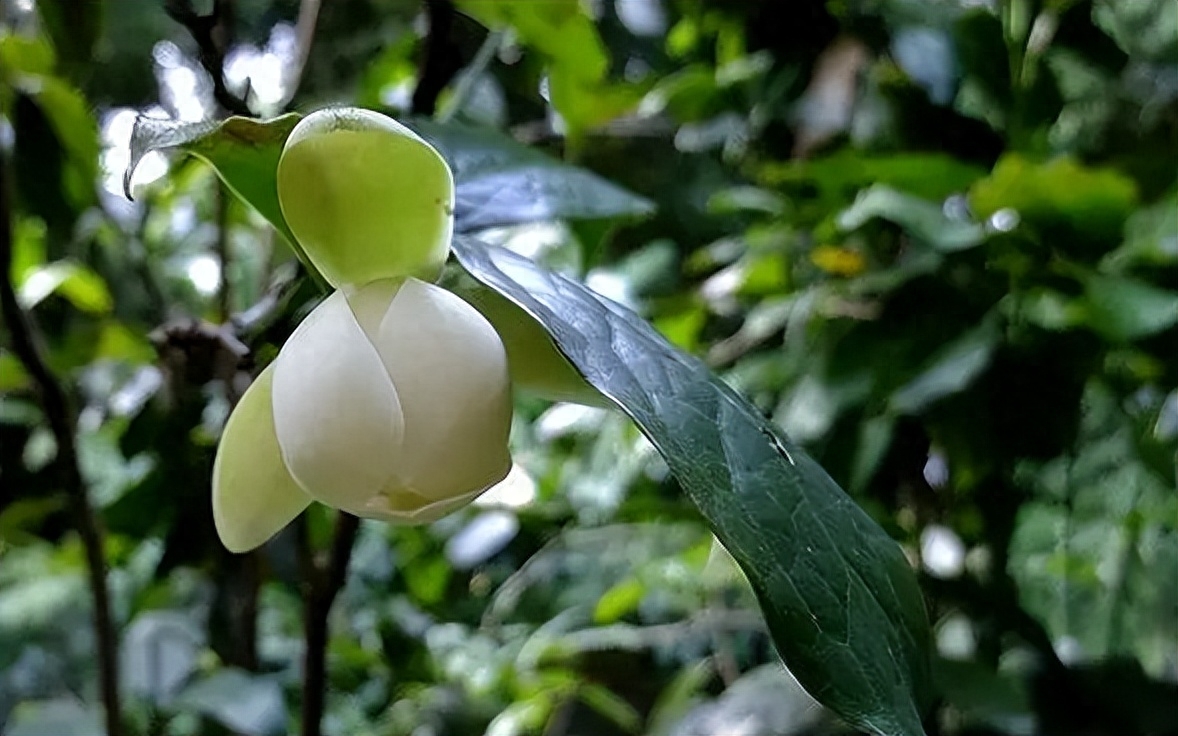 关于花的唯美古诗（有关夜合花的诗句）