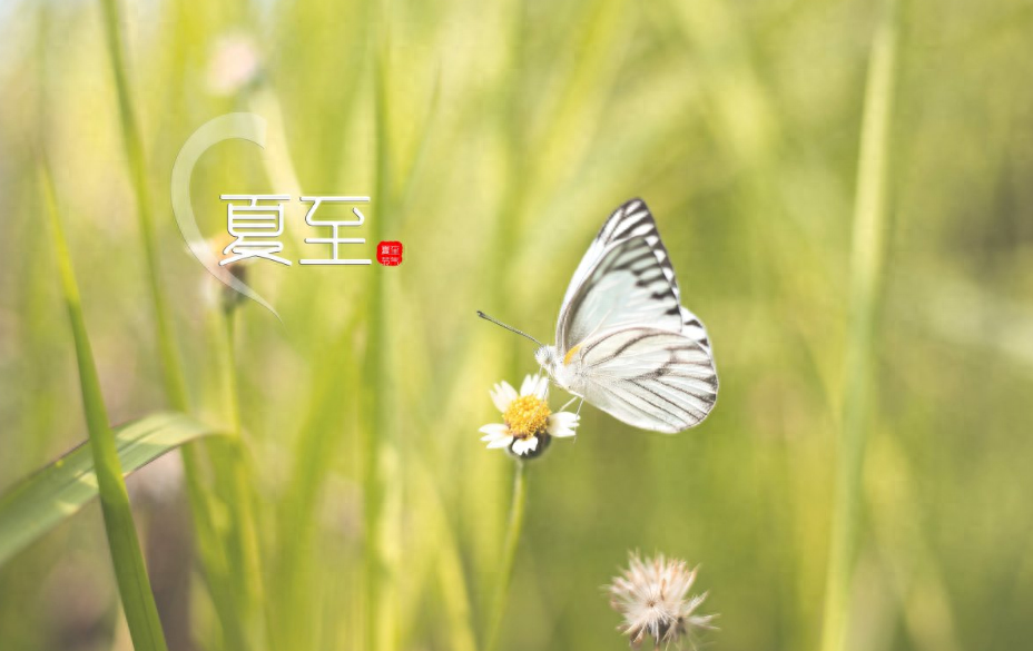 蝉鸣林语间，盛夏日已至（12首夏至的唯美诗词）