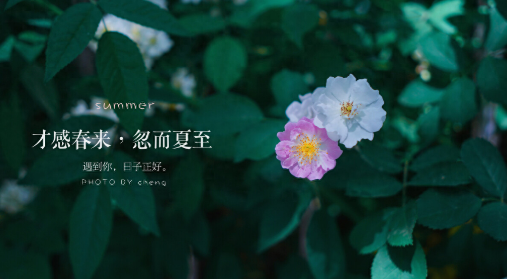 蝉鸣林语间，盛夏日已至（12首夏至的唯美诗词）