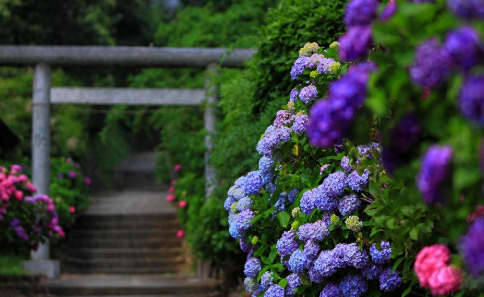 蝉鸣林语间，盛夏日已至（12首夏至的唯美诗词）