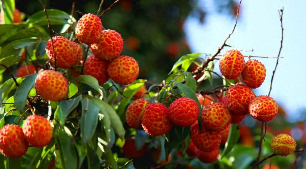 炎炎夏日 荔枝红了（十首有关荔枝的诗句）