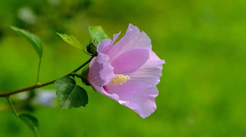 赞美木槿花唯美的古诗词（十首有关槿花的诗词）