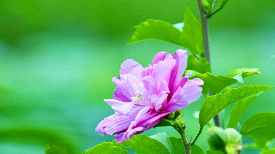 赞美木槿花唯美的古诗词（十首有关槿花的诗词）