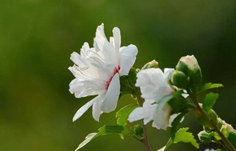 赞美木槿花唯美的古诗词（十首有关槿花的诗词）