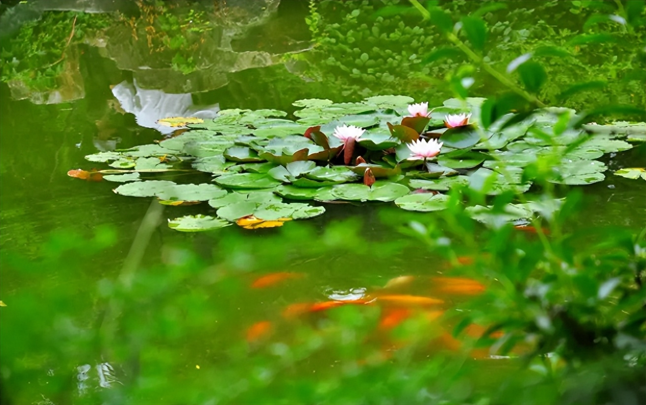 炎炎夏日，小池清凉（有关小池的优美诗句）