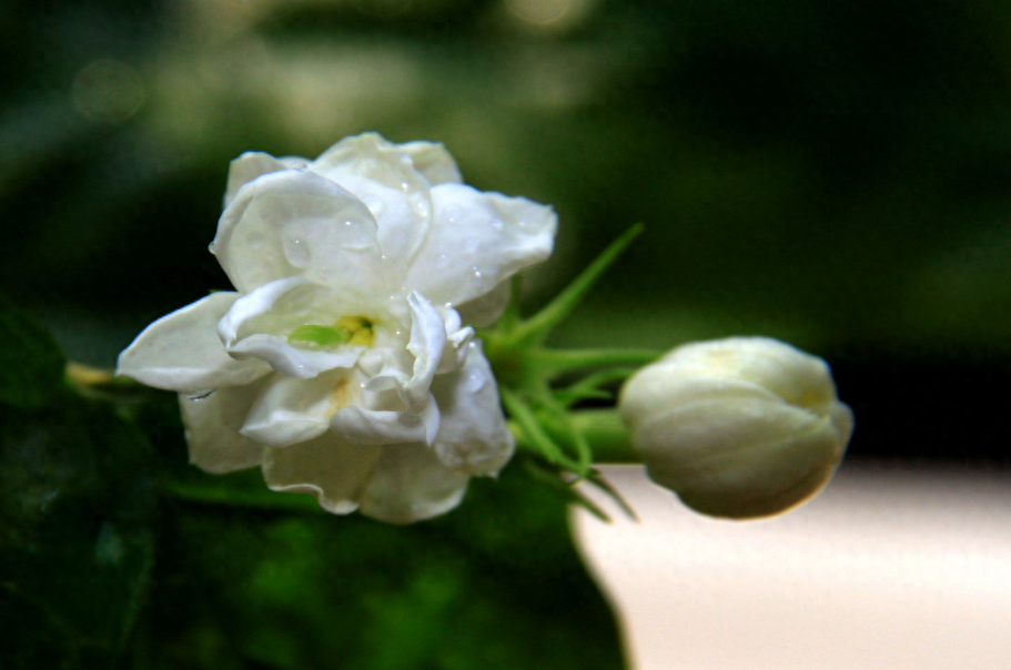 夏日唯美古诗句鉴赏（12首有关夏日的诗词）