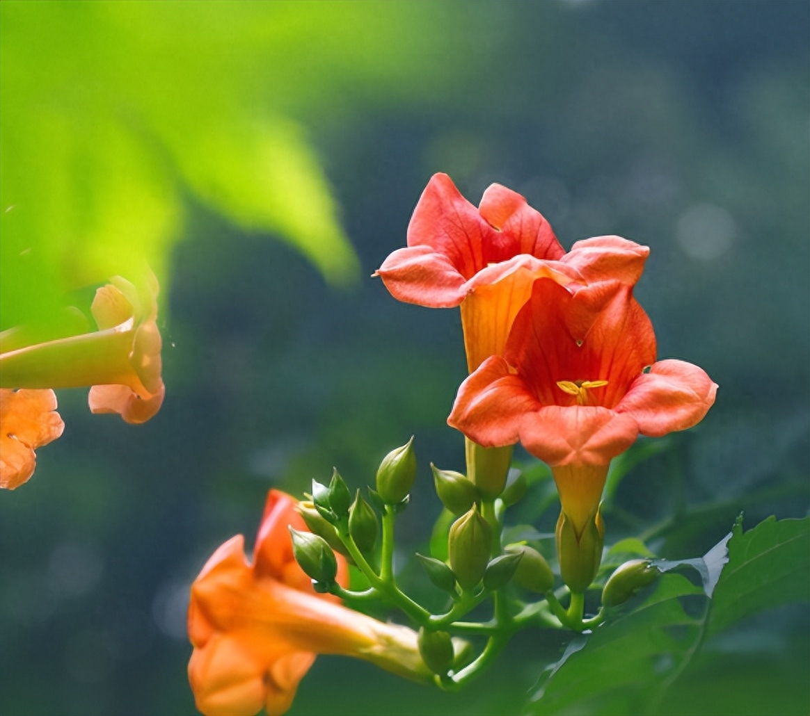 描写凌霄花的优美古诗（八首凌霄花的诗词）