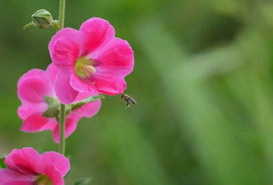 赞美蜀葵花唯美古诗（有关蜀葵花的诗句）