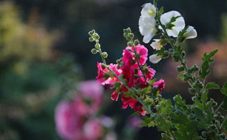 赞美蜀葵花唯美古诗（有关蜀葵花的诗句）