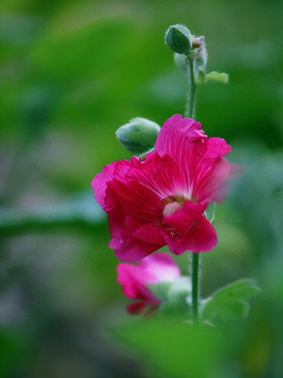 赞美蜀葵花唯美古诗（有关蜀葵花的诗句）