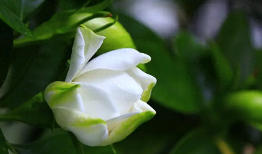 栀子花开，素华芳来（有关栀子花优美诗词）