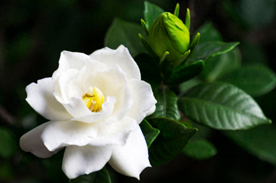 栀子花开，素华芳来（有关栀子花优美诗词）