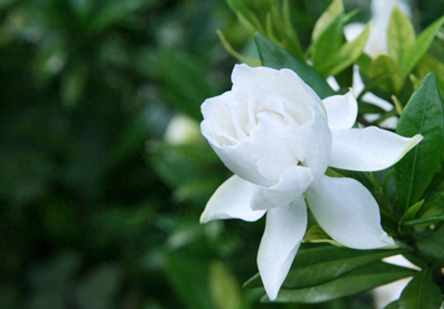 栀子花开，素华芳来（有关栀子花优美诗词）