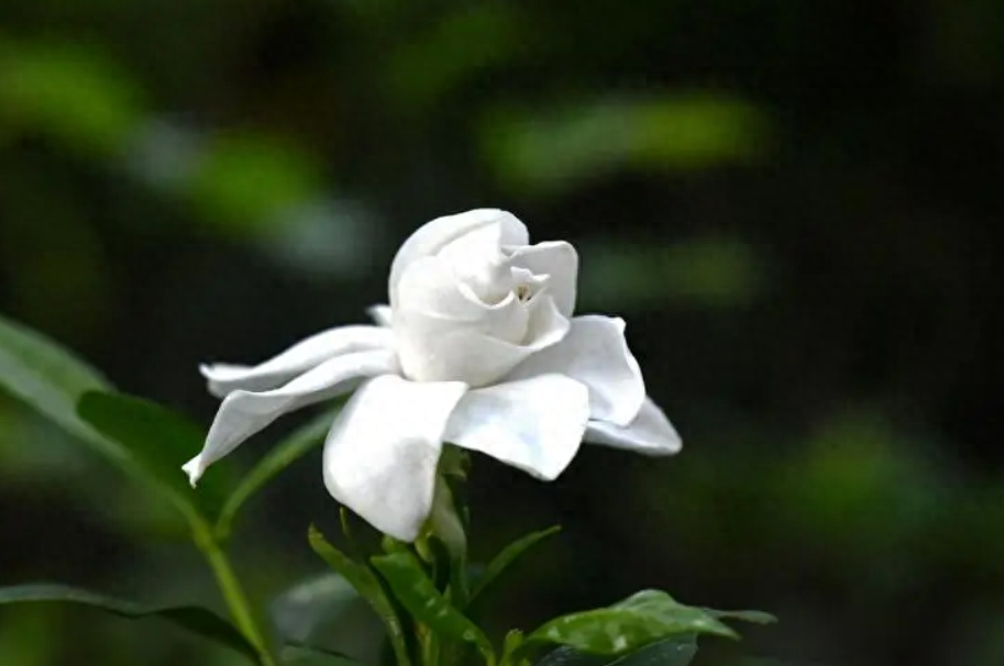 栀子花开，素华芳来（有关栀子花优美诗词）