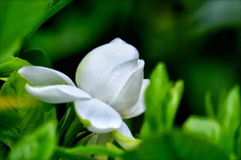 栀子花开，素华芳来（有关栀子花优美诗词）