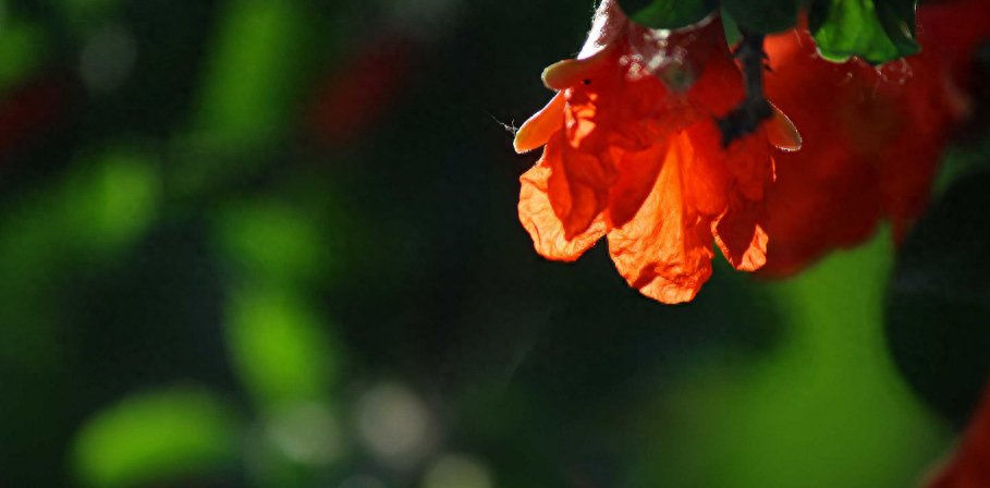 形容盛夏的优美诗句（初夏已立，万物生长）