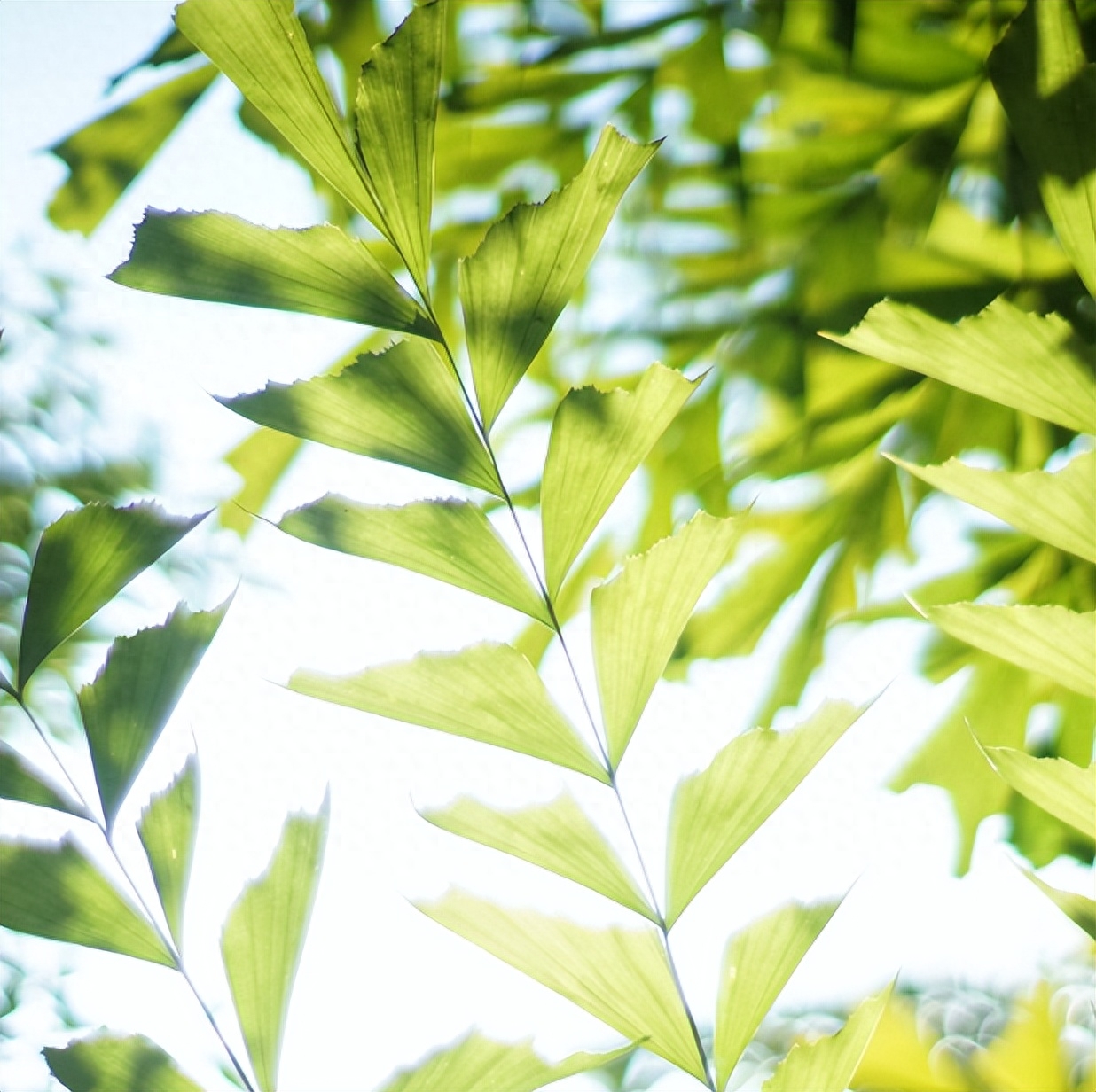 形容盛夏的优美诗句（初夏已立，万物生长）