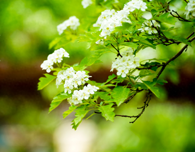 形容盛夏的优美诗句（初夏已立，万物生长）