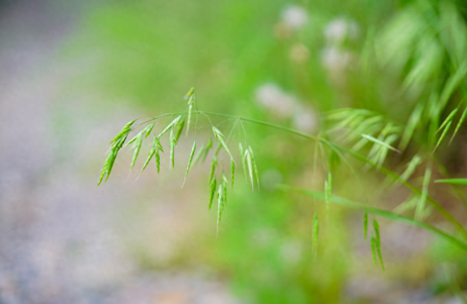 万物并秀，绿木成荫（分享12首立夏的古诗词）