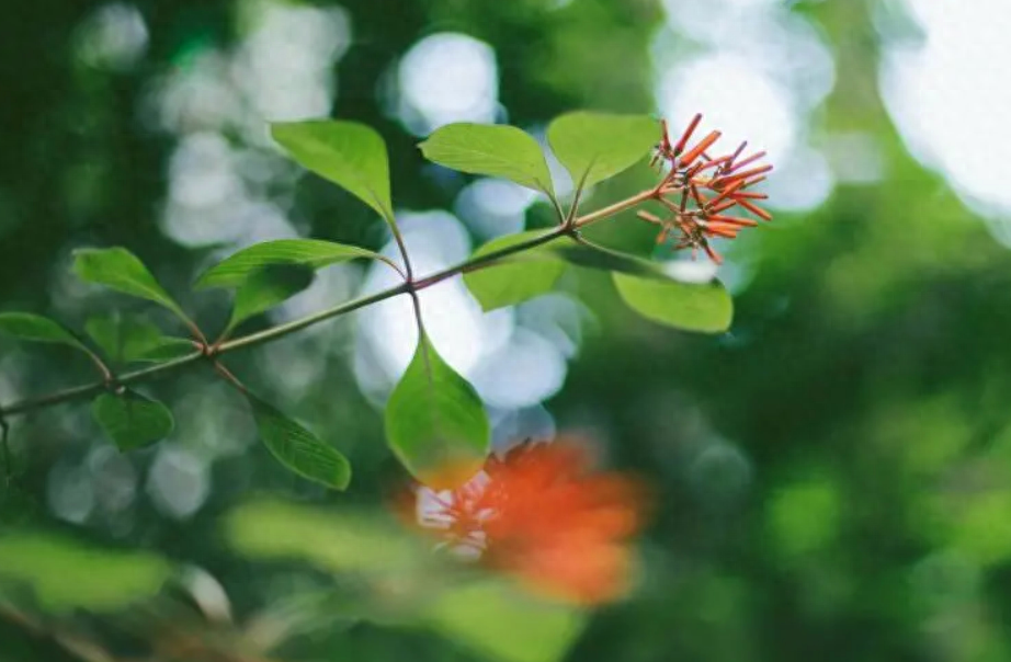 万物并秀，绿木成荫（分享12首立夏的古诗词）