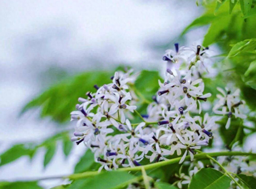 赞美楝树花的诗词古句（有关楝花的古诗词）