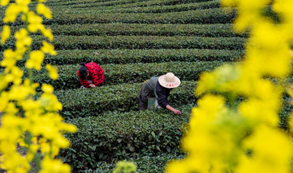 春风送茶香，春茶采摘忙（有关采茶的诗词）