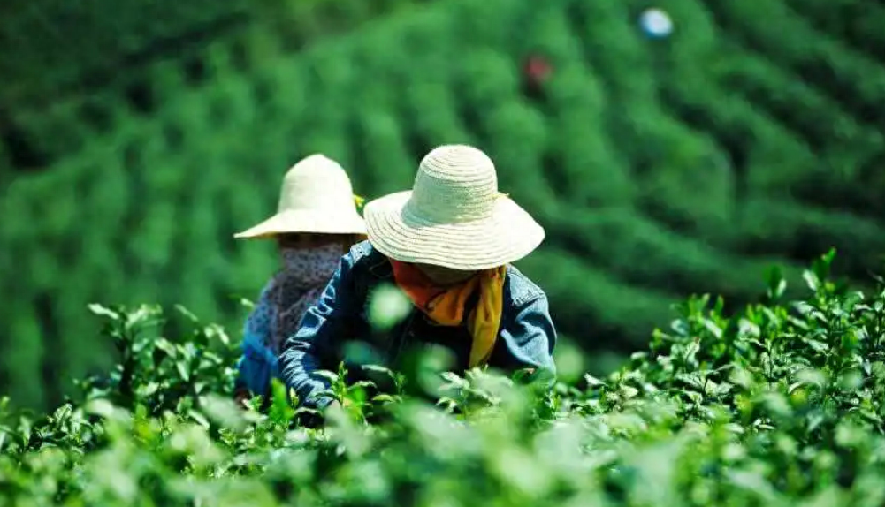 春风送茶香，春茶采摘忙（有关采茶的诗词）