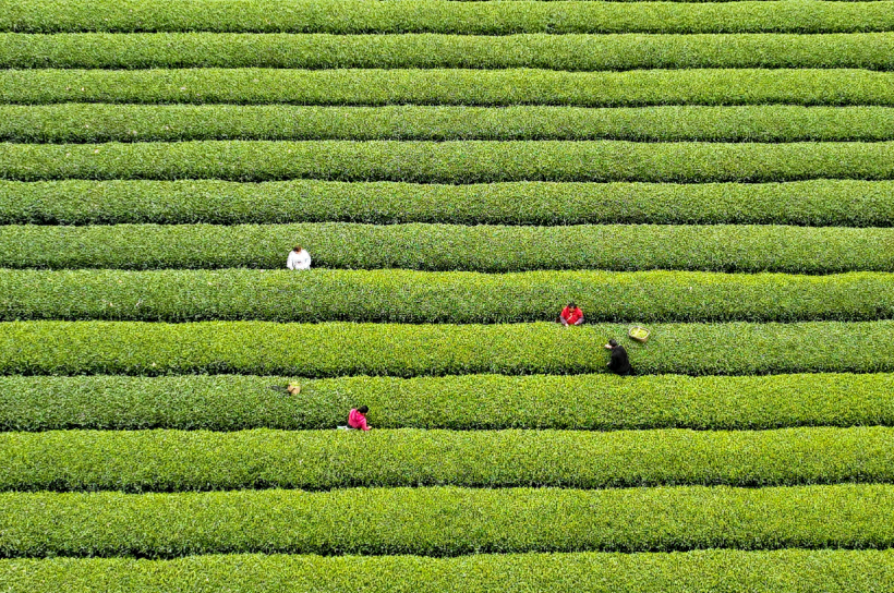 春风送茶香，春茶采摘忙（有关采茶的诗词）