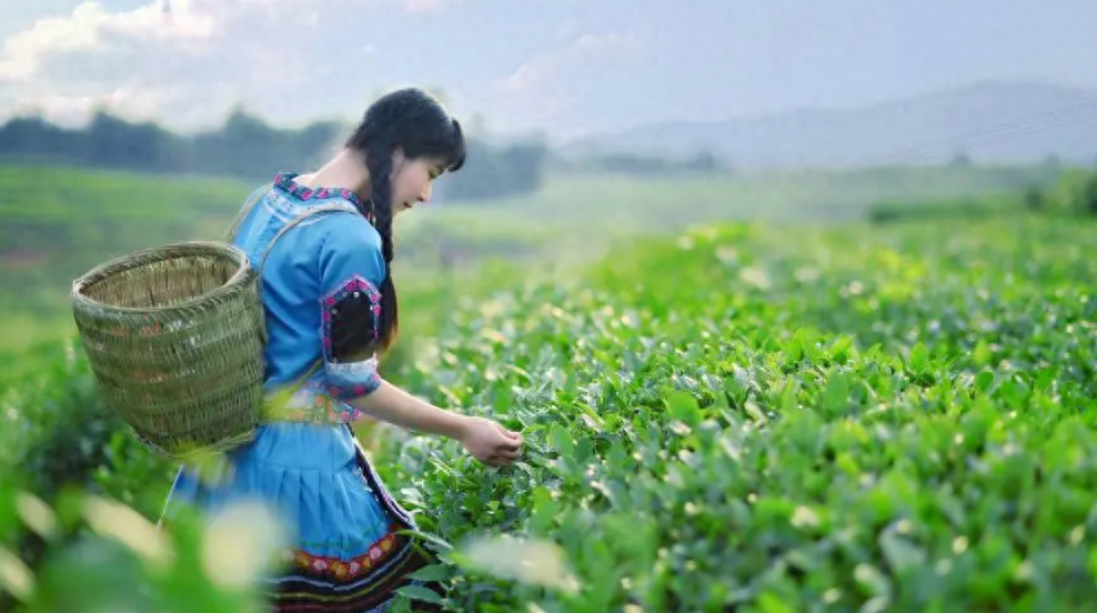 春风送茶香，春茶采摘忙（有关采茶的诗词）