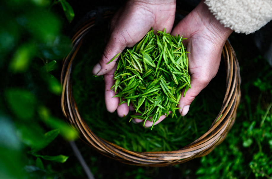 春风送茶香，春茶采摘忙（有关采茶的诗词）