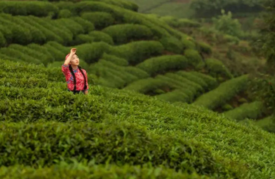 春风送茶香，春茶采摘忙（有关采茶的诗词）