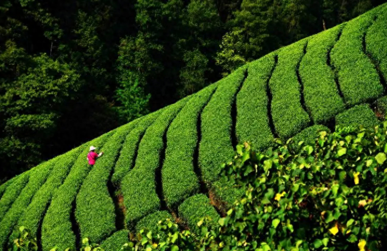 春风送茶香，春茶采摘忙（有关采茶的诗词）