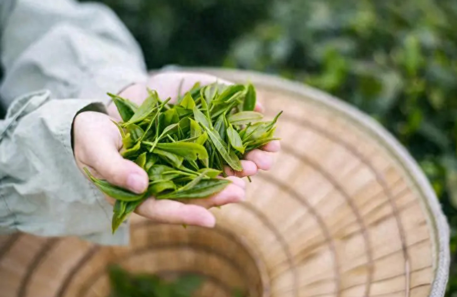 春风送茶香，春茶采摘忙（有关采茶的诗词）