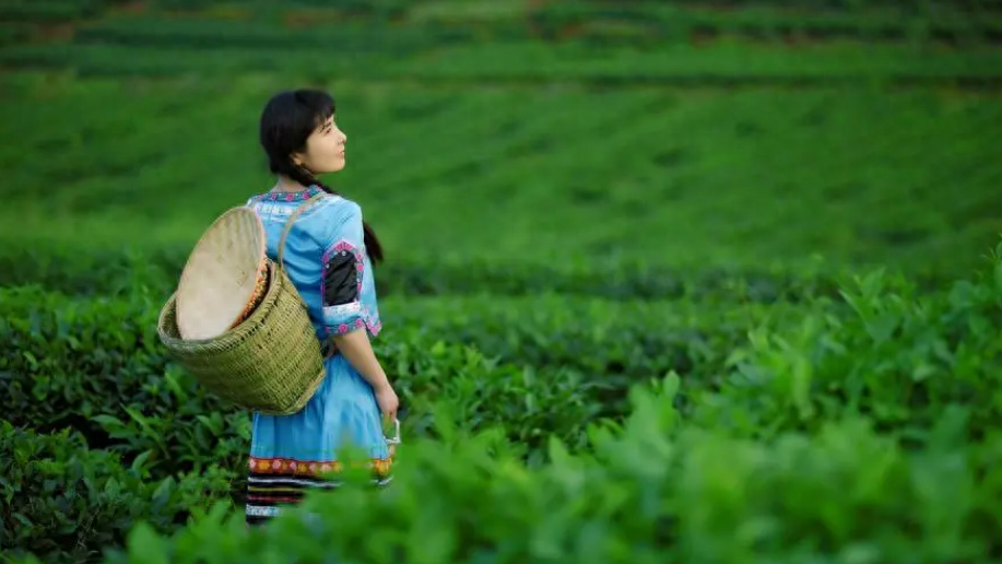 春风送茶香，春茶采摘忙（有关采茶的诗词）