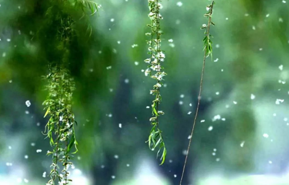 描写杨花的诗词古句（有关杨花的优美诗词）