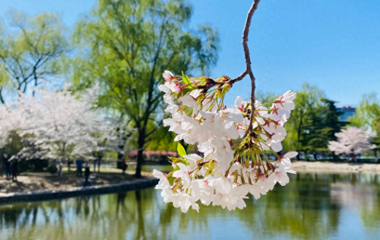 春日诗词古句有哪些（分享十首春日诗词）