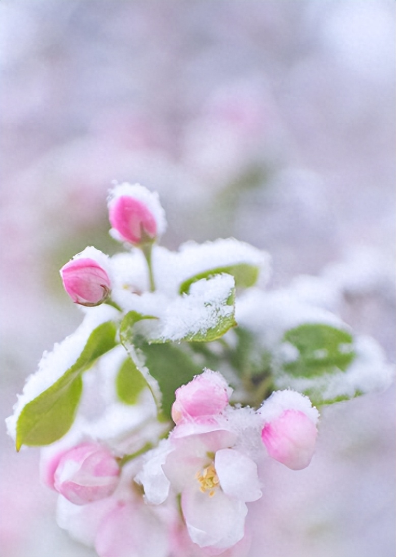 春天诗词古句摘抄（阳春三月迎飞雪，春雪映春花）