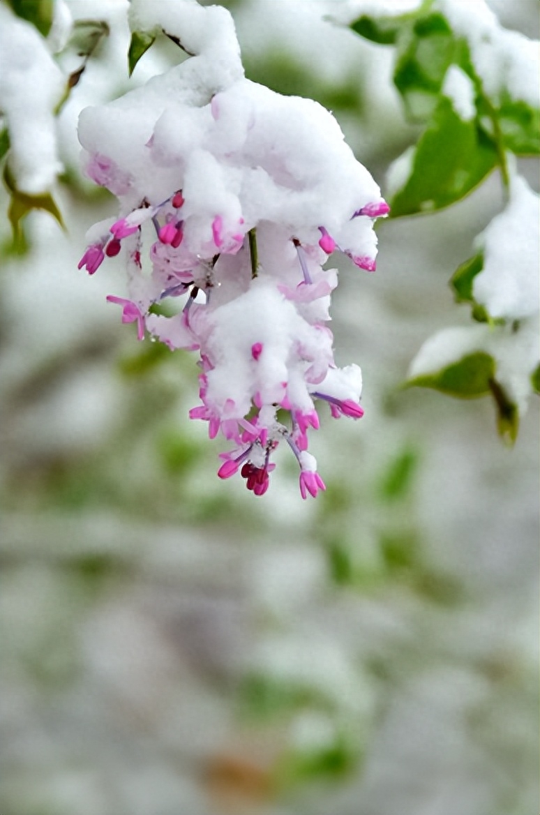 春天诗词古句摘抄（阳春三月迎飞雪，春雪映春花）