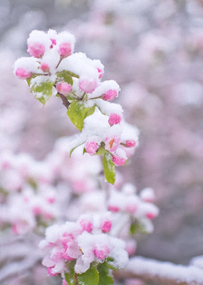 春天诗词古句摘抄（阳春三月迎飞雪，春雪映春花）