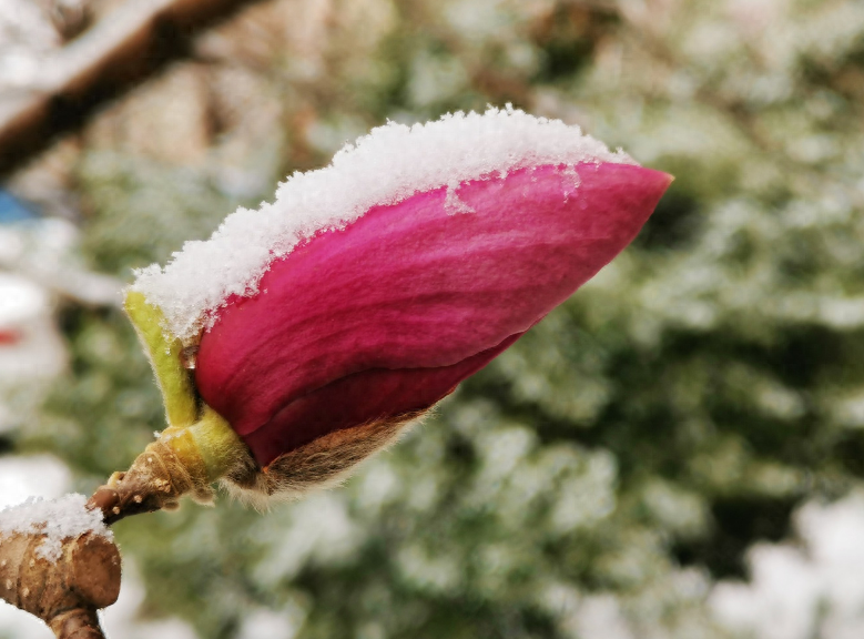 春天诗词古句摘抄（阳春三月迎飞雪，春雪映春花）