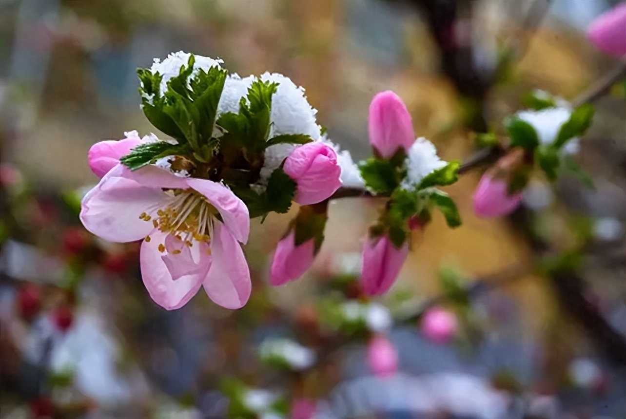 春天诗词古句摘抄（阳春三月迎飞雪，春雪映春花）