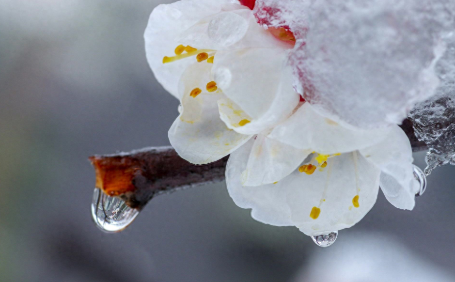 春天诗词古句摘抄（阳春三月迎飞雪，春雪映春花）