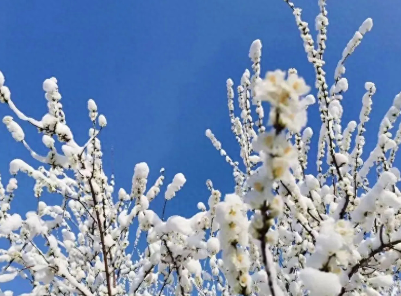 春天诗词古句摘抄（阳春三月迎飞雪，春雪映春花）