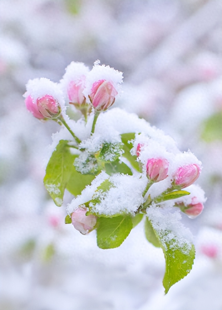 春天诗词古句摘抄（阳春三月迎飞雪，春雪映春花）