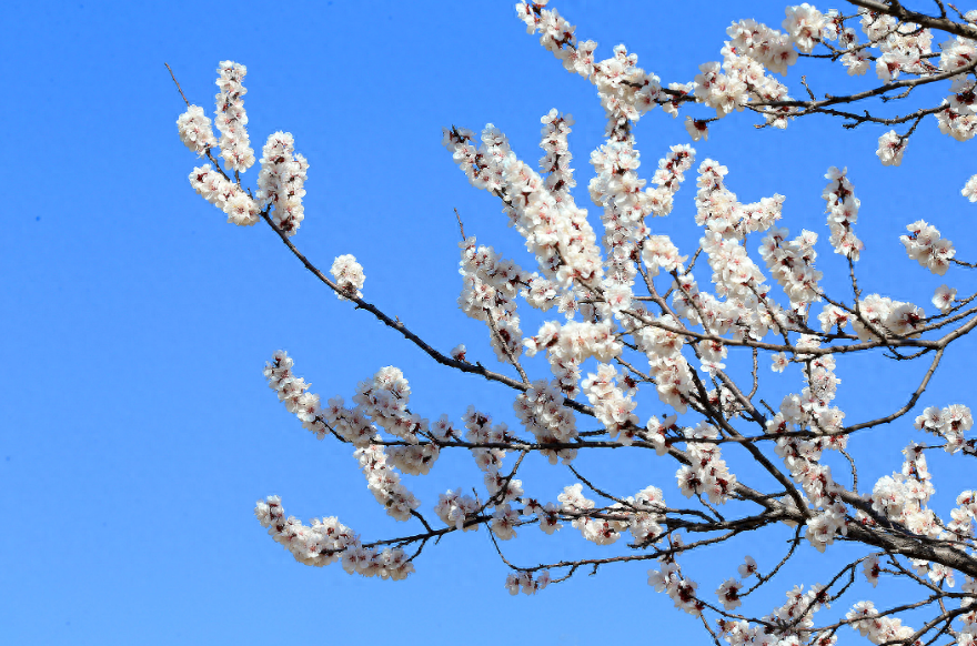 杏花诗词古句大全（有关杏花的优美诗词）