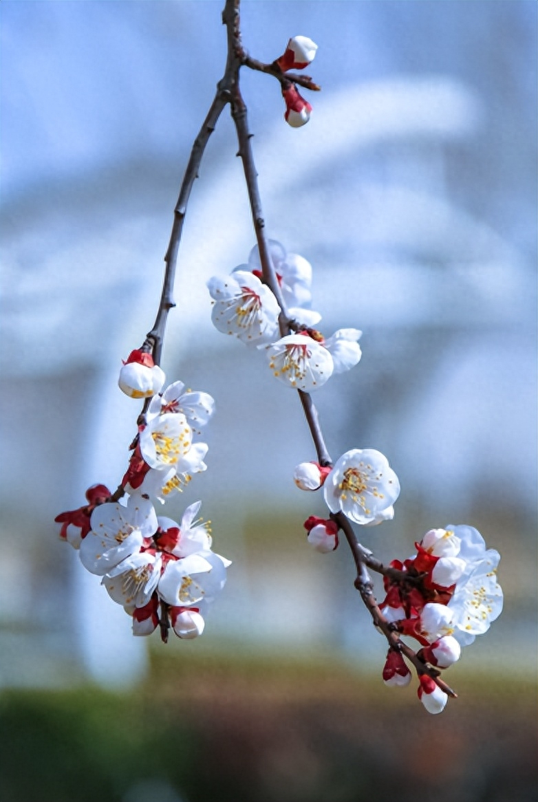 杏花诗词古句大全（有关杏花的优美诗词）