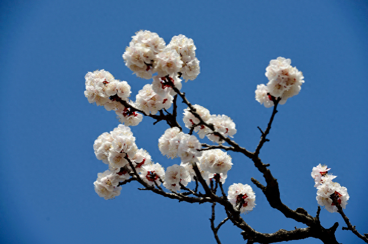 杏花诗词古句大全（有关杏花的优美诗词）